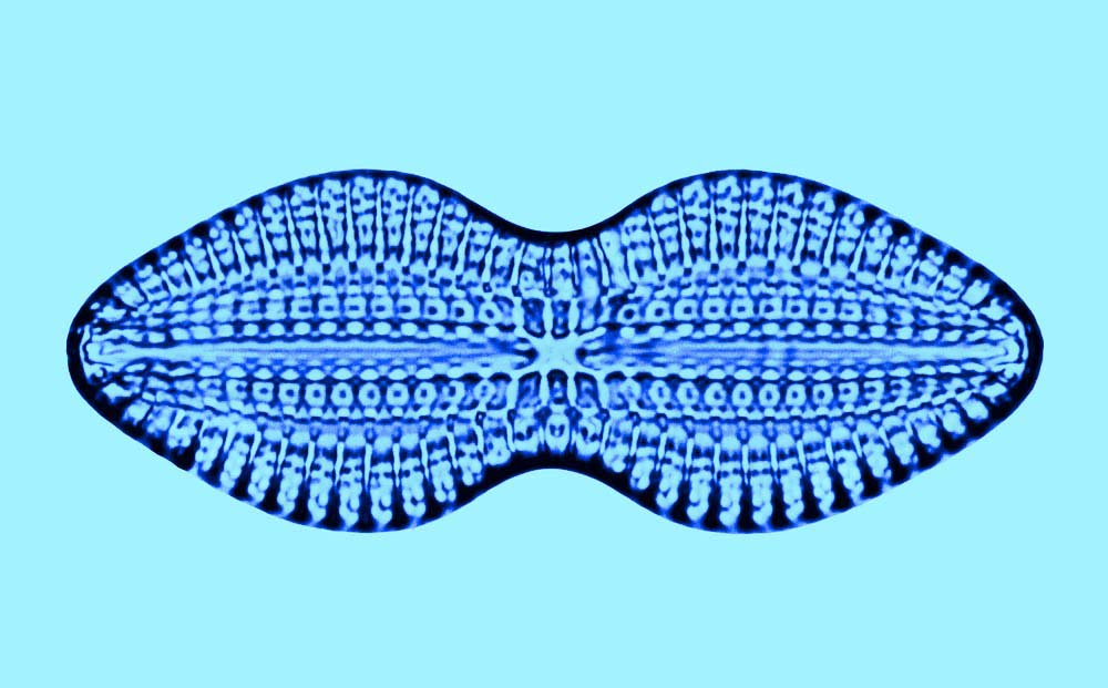 Diplocrab Diploneis crabro